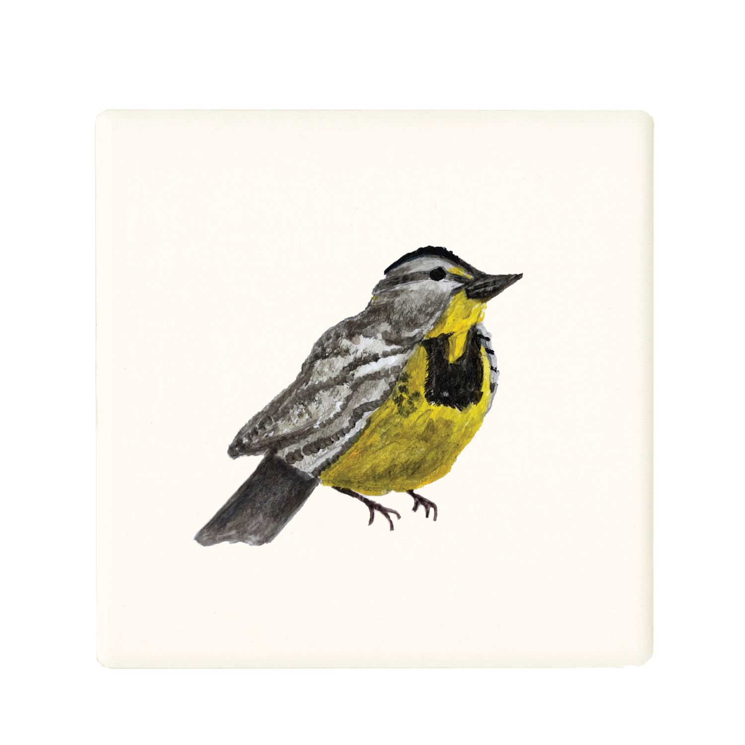 western meadowlark coaster