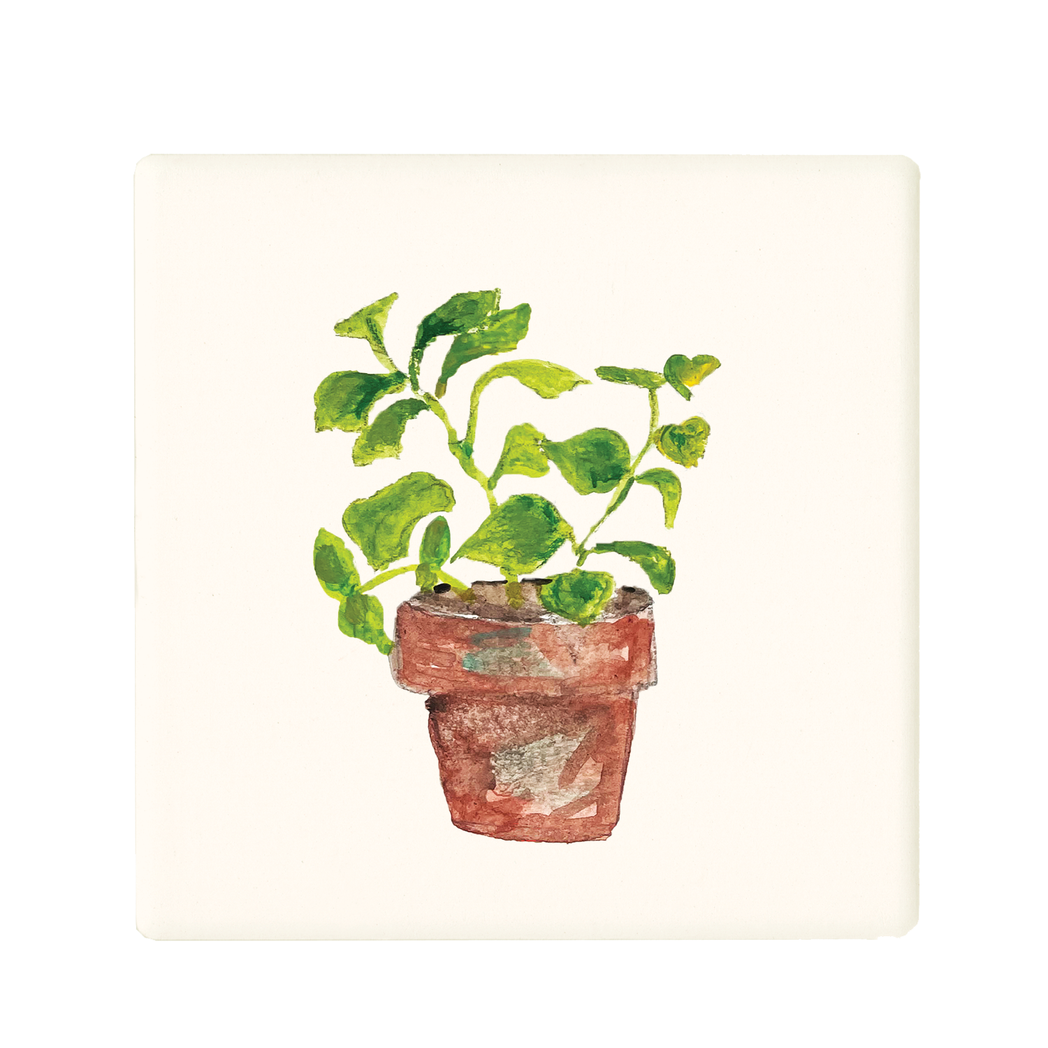 basil in pot coaster