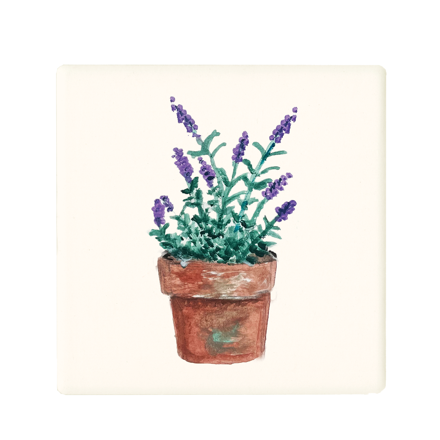 lavender in pot coaster