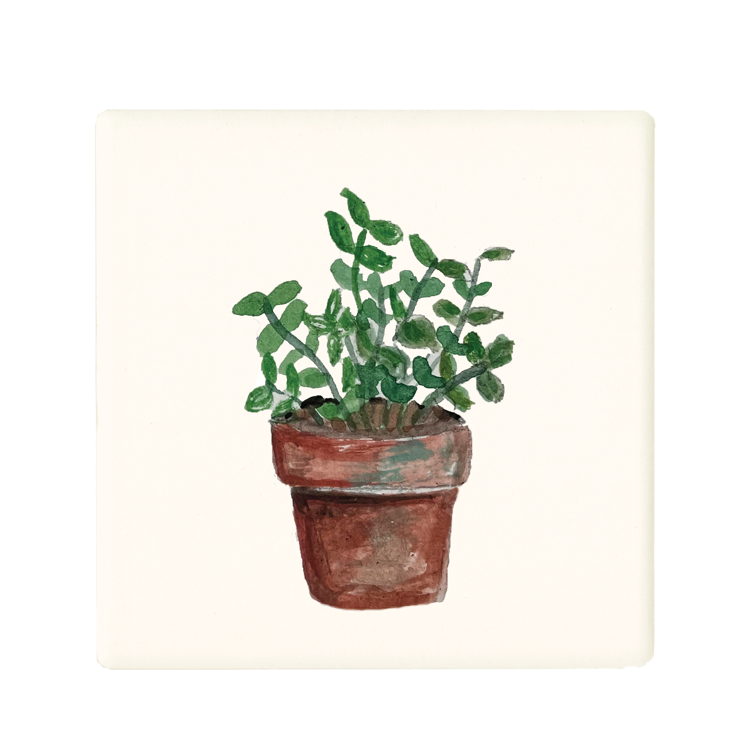 mint in pot coaster